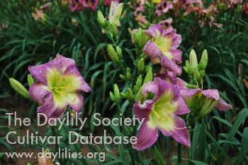 Daylily Bryan's Song